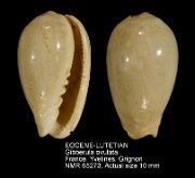 EOCENE-LUTETIAN Gibberula ovulata